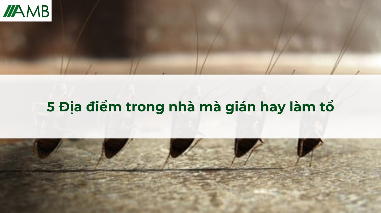 5 Địa điểm trong nhà mà gián hay làm tổ