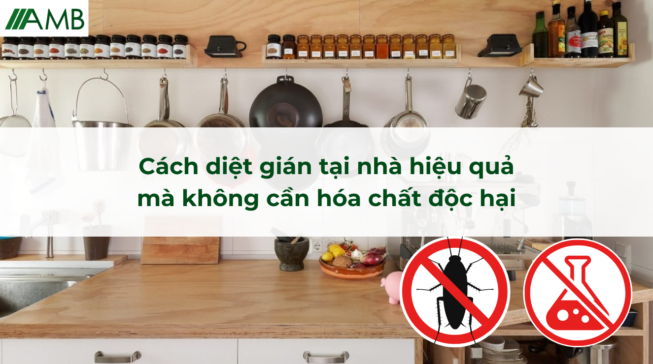 Cách diệt gián tại nhà hiệu quả mà không cần hóa chất độc hại