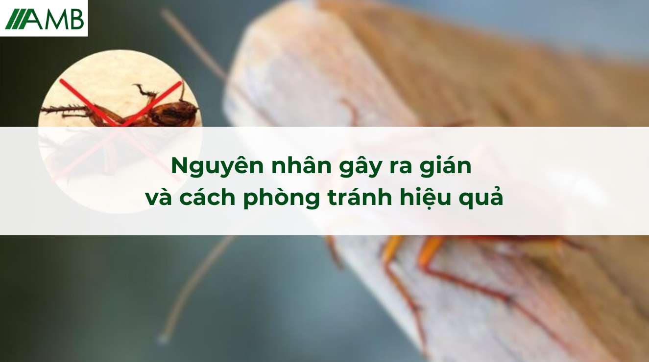 Nguyên nhân gây ra gián và cách phòng tránh hiệu quả