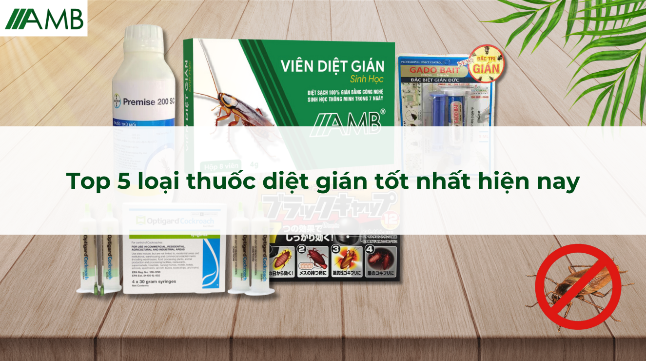 Top 5 loại thuốc diệt gián tốt nhất hiện nay