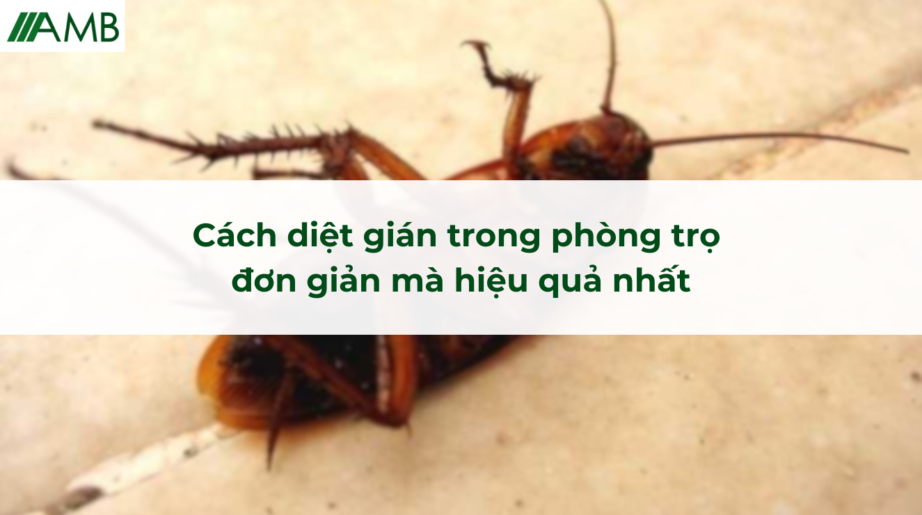 Cách diệt gián trong phòng trọ đơn giản mà hiệu quả nhất