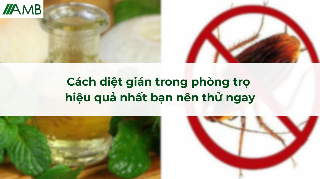 Cách diệt gián trong phòng trọ hiệu quả nhất bạn nên thử ngay