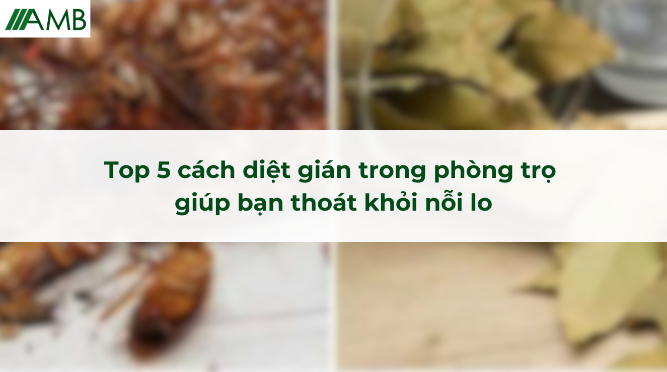 Top 5 cách diệt gián trong phòng trọ giúp bạn thoát khỏi nỗi lo