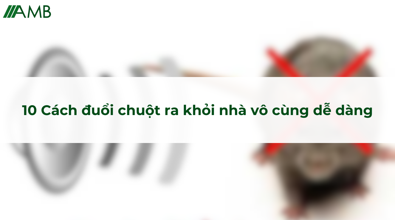 10 Cách đuổi chuột ra khỏi nhà vô cùng dễ dàng