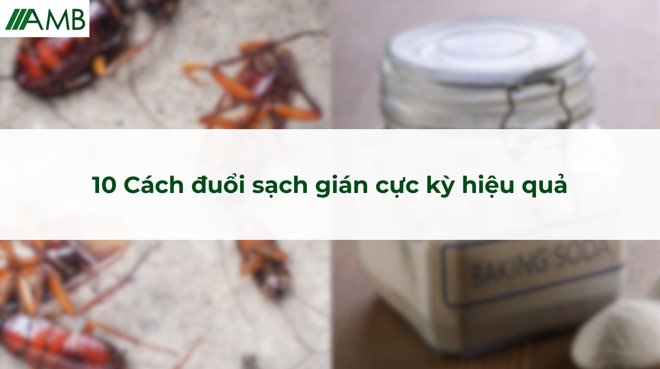 10 Cách đuổi sạch gián cực kỳ hiệu quả