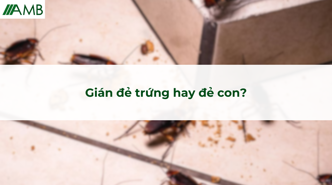 Gián đẻ trứng hay đẻ con