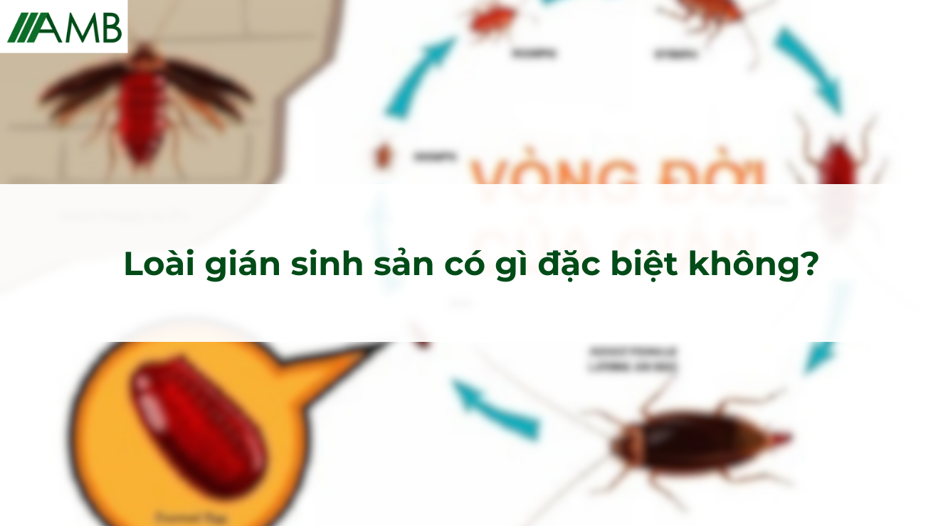 Loài gián sinh sản có gì đặc biệt không?