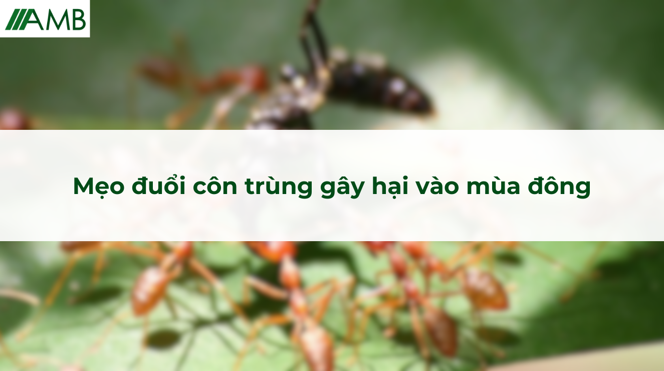 Mẹo đuổi côn trùng gây hại vào mùa đông