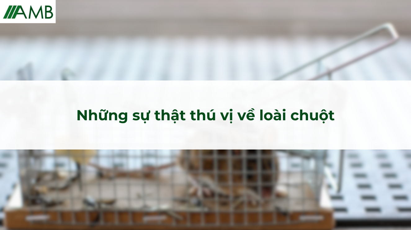 Những sự thật thú vị về loài chuột