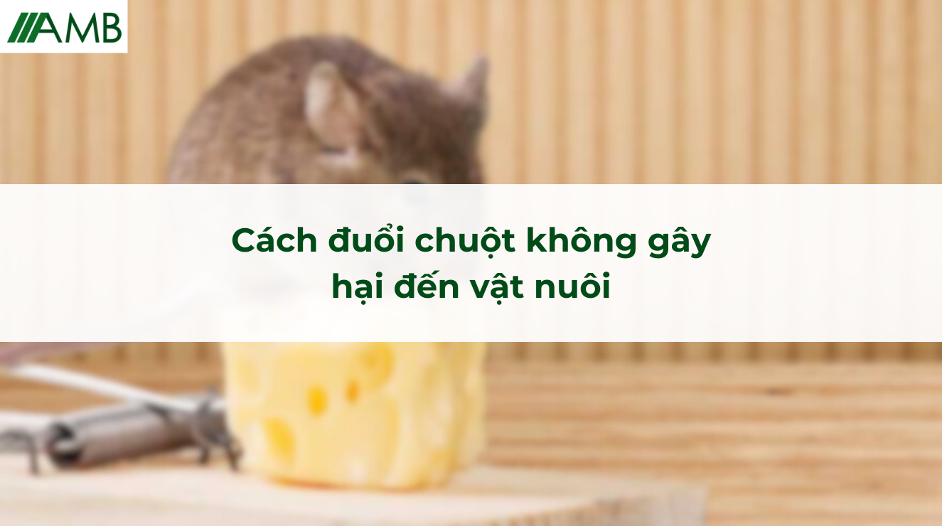 Cách đuổi chuột không gây hại đến vật nuôi