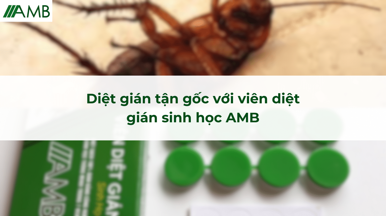 Diệt gián tận gốc với viên diệt gián sinh học AMB