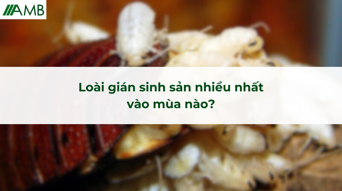Loài gián sinh sản nhiều nhất vào mùa nào
