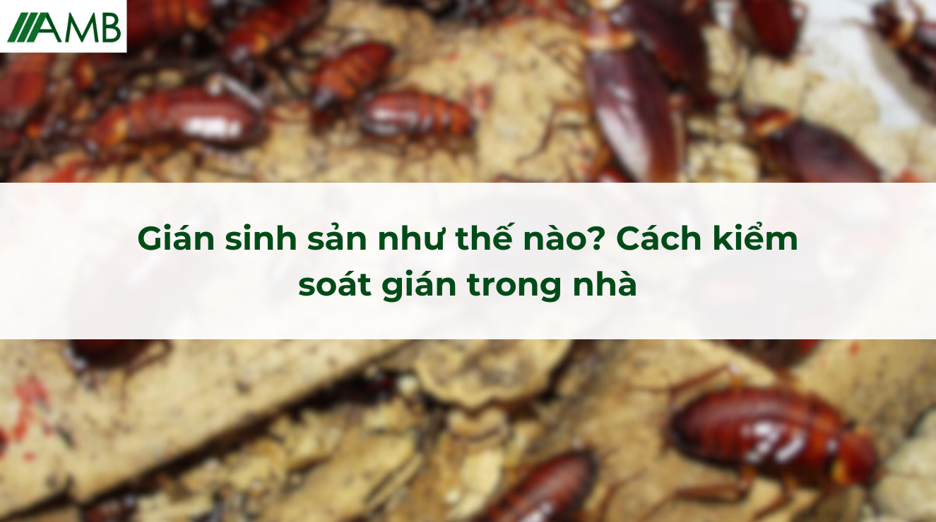 Gián sinh sản như thế nào? Cách kiểm soát gián trong nhà