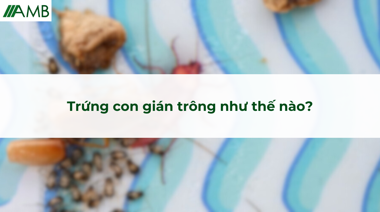 Trứng con gián trông như thế nào?